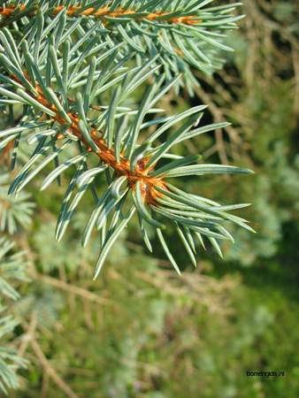  picture  Blauwe_spar |Picea_pungens