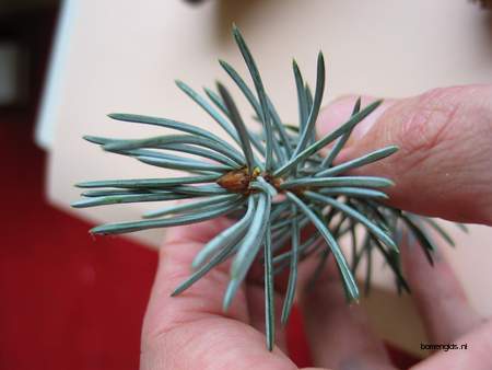  picture  Blauwe_spar |Picea_pungens