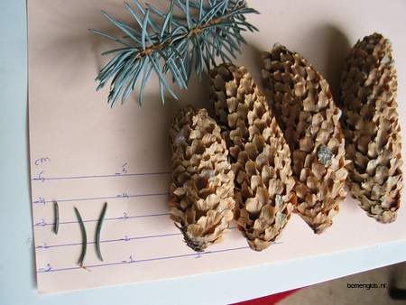  picture  Blauwe_spar |Picea_pungens