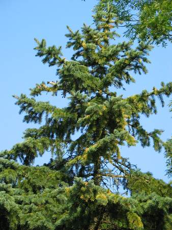  picture  Blauwe_spar |Picea_pungens