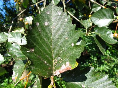  picture  Breedbladige_lijsterbes |Sorbus_latifolia