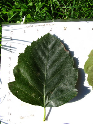  picture  Breedbladige_lijsterbes |Sorbus_latifolia