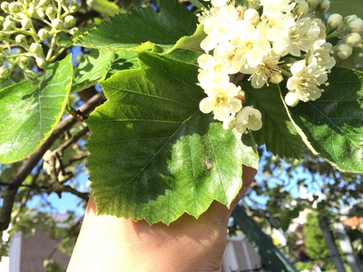  picture  Breedbladige_lijsterbes |Sorbus_latifolia