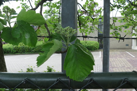  picture  Breedbladige_lijsterbes |Sorbus_latifolia