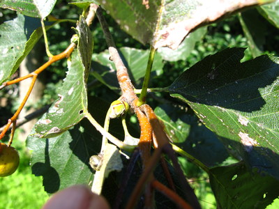  picture  Breedbladige_lijsterbes |Sorbus_latifolia