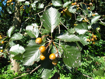  picture  Breedbladige_lijsterbes |Sorbus_latifolia