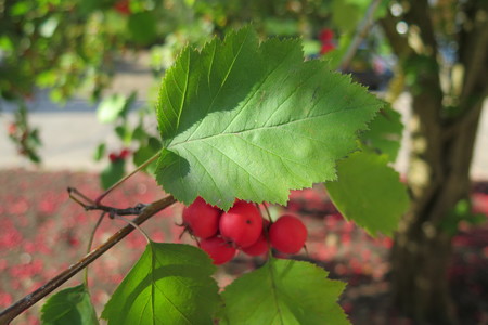  picture  Breedbladige_lijsterbes |Sorbus_latifolia