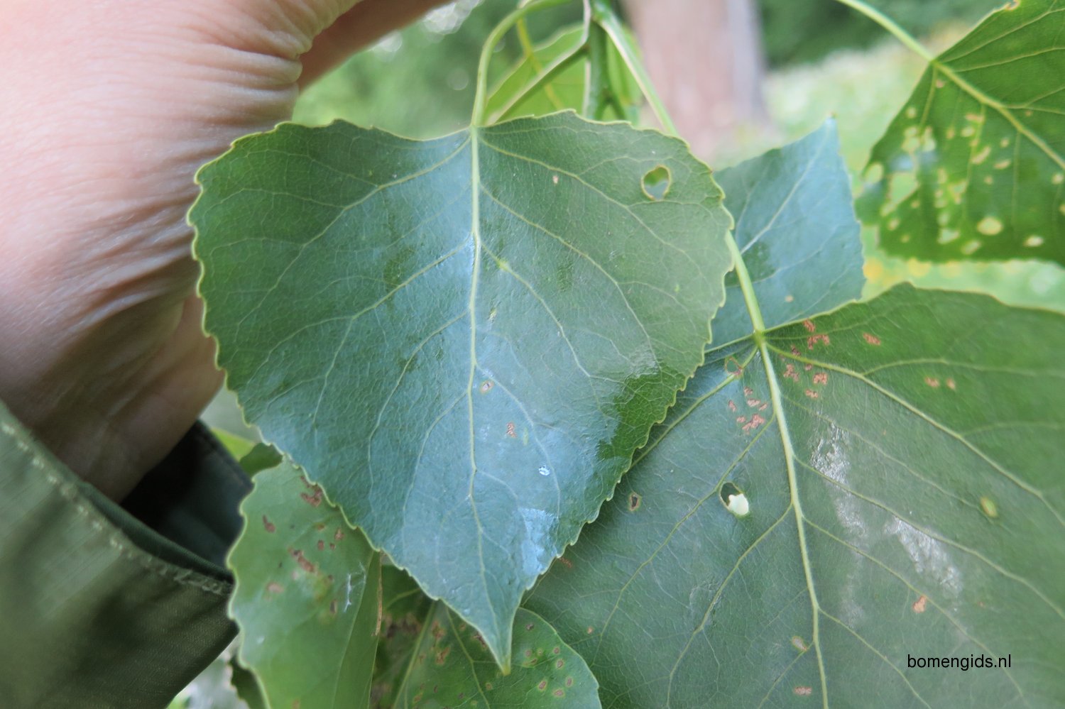 herken-de-boomsoort-nl-canada-populier-latin-populus-x-canadensis