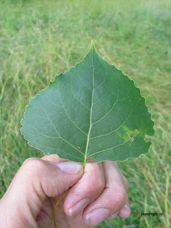  picture  Canada_populier |Populus_x_canadensis
