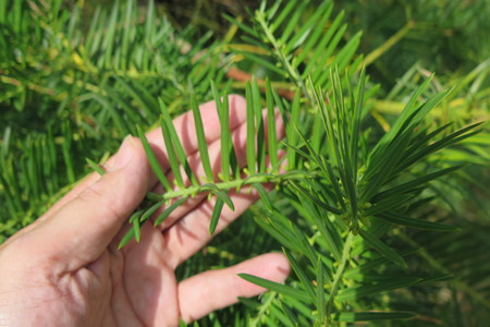  picture  Chinese_knoptaxus |Cephalotaxus_fortunei