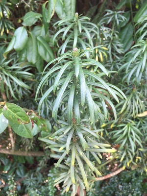  picture  Chinese_knoptaxus |Cephalotaxus_fortunei