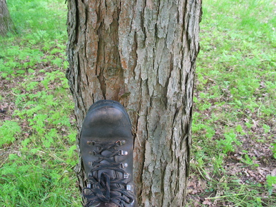  picture  Chinese_toona |Toona_chinensis