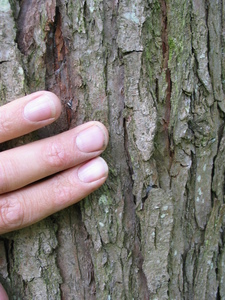  picture  Chinese_toona |Toona_chinensis