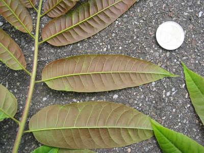  picture  Chinese_toona |Toona_chinensis