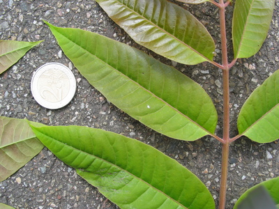  picture  Chinese_toona |Toona_chinensis