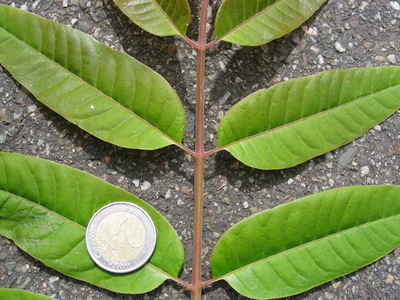  picture  Chinese_toona |Toona_chinensis