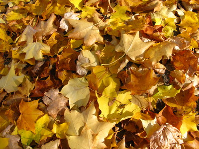  picture  Chinese_toona |Toona_chinensis