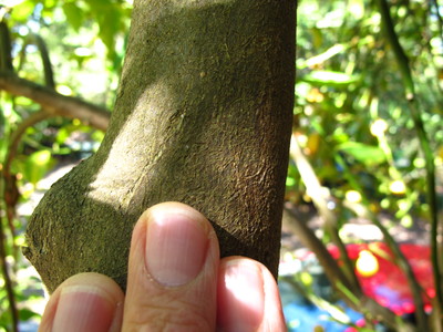  picture  Citroen |Citrus_limon