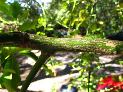  picture  Citroen |Citrus_limon