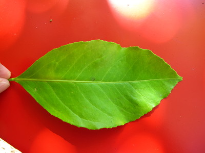  picture  Citroen |Citrus_limon