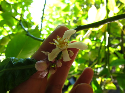  picture  Citroen |Citrus_limon