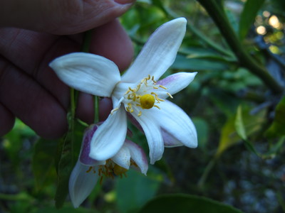  picture  Citroen |Citrus_limon