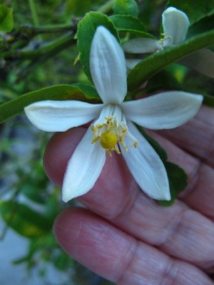  picture  Citroen |Citrus_limon