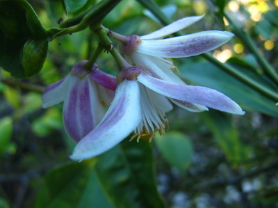  picture  Citroen |Citrus_limon