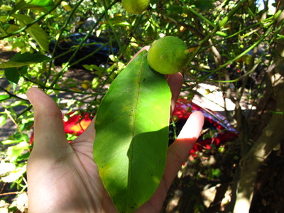  picture  Citroen |Citrus_limon