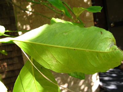  picture  Citroen |Citrus_limon