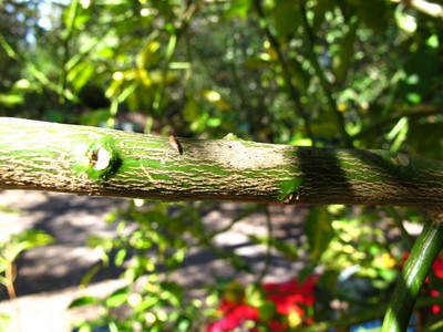  picture  Citroen |Citrus_limon