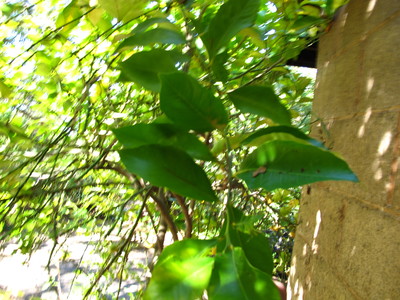  picture  Citroen |Citrus_limon