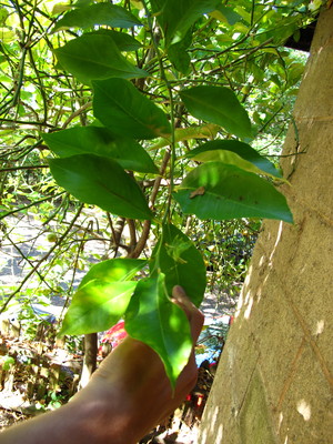  picture  Citroen |Citrus_limon