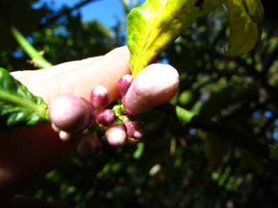  picture  Citroen |Citrus_limon