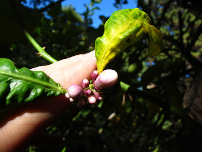  picture  Citroen |Citrus_limon