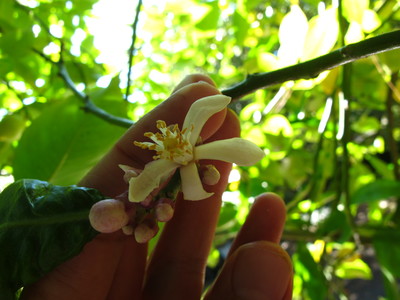  picture  Citroen |Citrus_limon