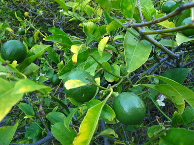  picture  Citroen |Citrus_limon