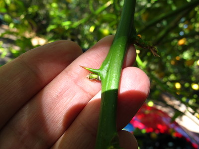  picture  Citroen |Citrus_limon