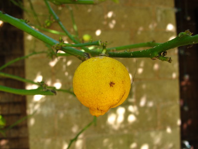  picture  Citroen |Citrus_limon