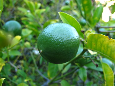  picture  Citroen |Citrus_limon