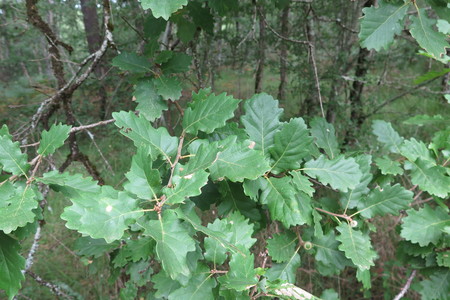  picture  Donzige_eik--Zachte_eik |Quercus_pubescens