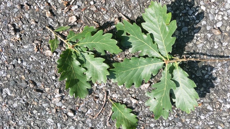  picture  Donzige_eik--Zachte_eik |Quercus_pubescens