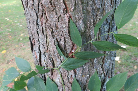  picture  Doodsbeenderenboom |Gymnocladus_dioicus