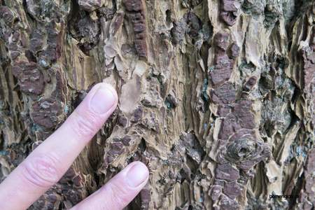  picture  Douglasspar |Pseudotsuga_menzoiesii