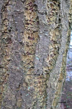  picture  Douglasspar |Pseudotsuga_menzoiesii