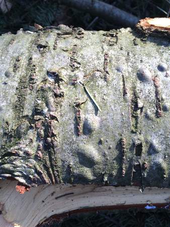  picture  Douglasspar |Pseudotsuga_menzoiesii