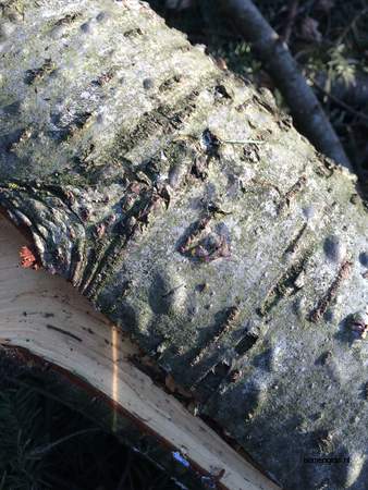  picture  Douglasspar |Pseudotsuga_menzoiesii