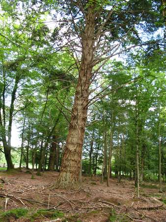 picture  Douglasspar |Pseudotsuga_menzoiesii