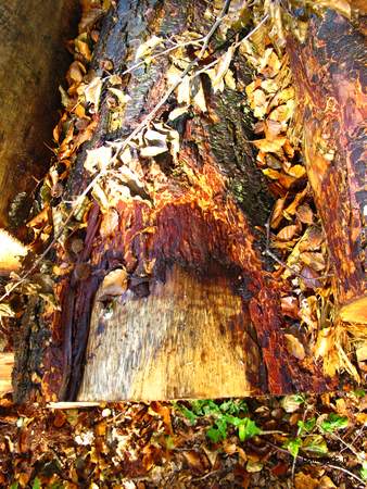  picture  Douglasspar |Pseudotsuga_menzoiesii