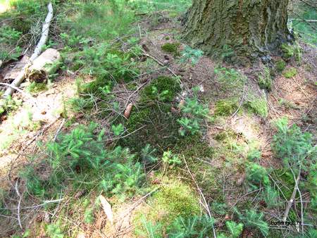  picture  Douglasspar |Pseudotsuga_menzoiesii